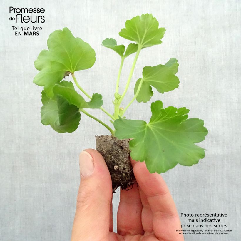 Esimerkki keväällä toimitetusta Vyöhykepelargoni PAC Candy Rose Minipaakku Ø 3/4 cm-taimesta