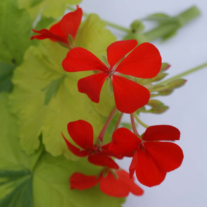 Vyöhykepelargoni Fantaisy Crystal Palace Gem (Kukinta)