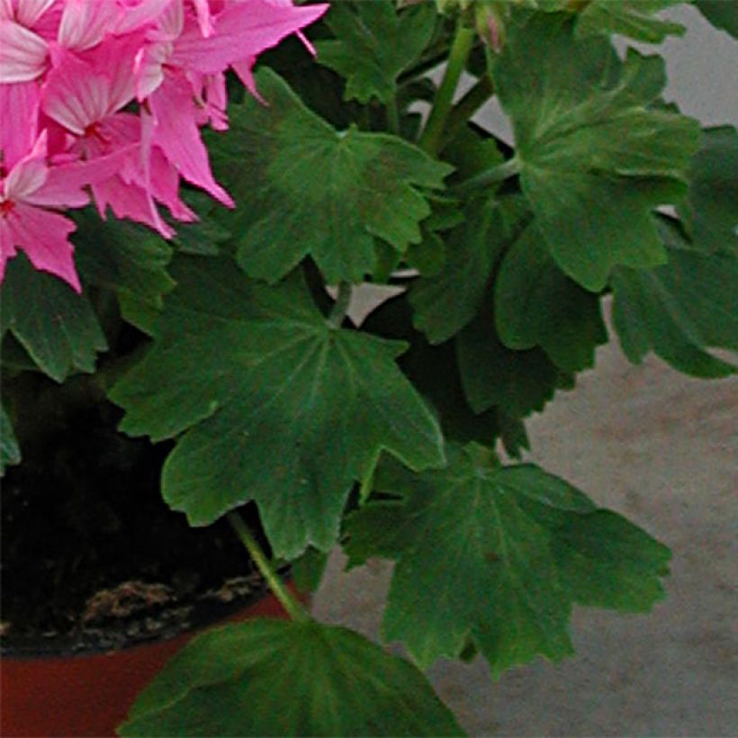Vyöhykepelargoni Fireworks Pink (Lehvistö)