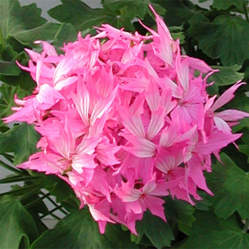 Vyöhykepelargoni Fireworks Pink (Kukinta)