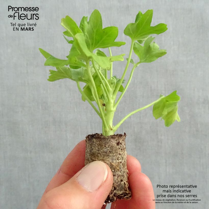 Esimerkki keväällä toimitetusta Vyöhykepelargoni Fireworks Pink Minipaakku Ø 3/4 cm-taimesta