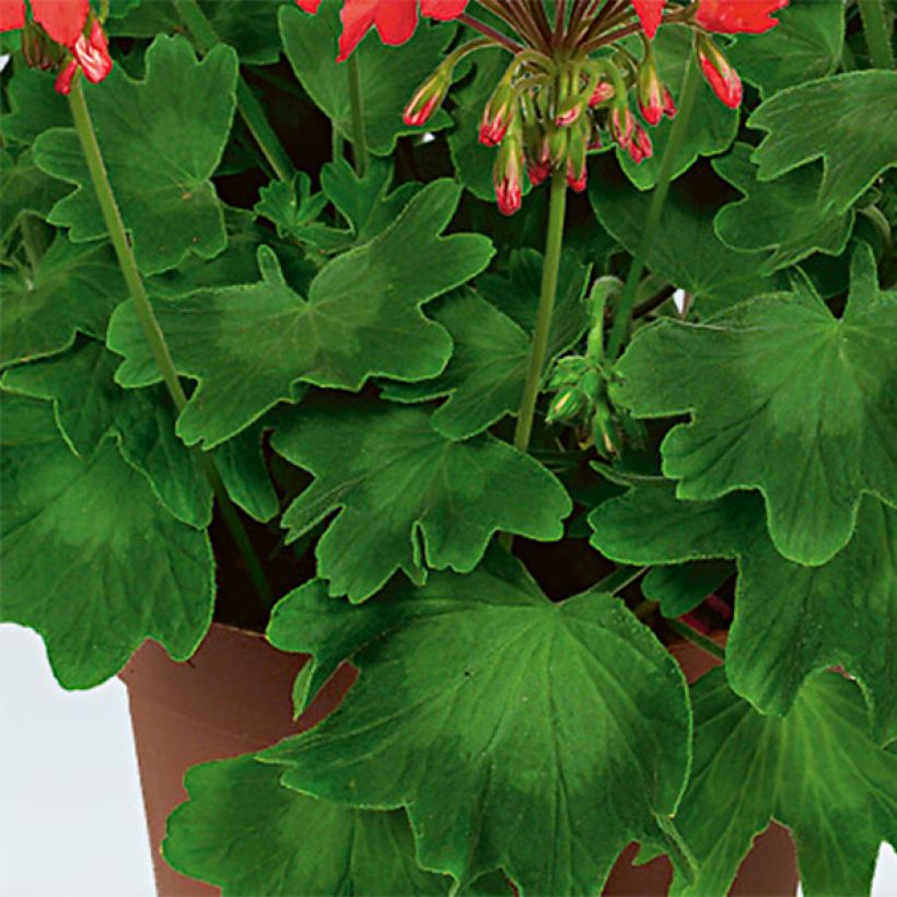 Vyöhykepelargoni Fireworks Red White (Lehvistö)