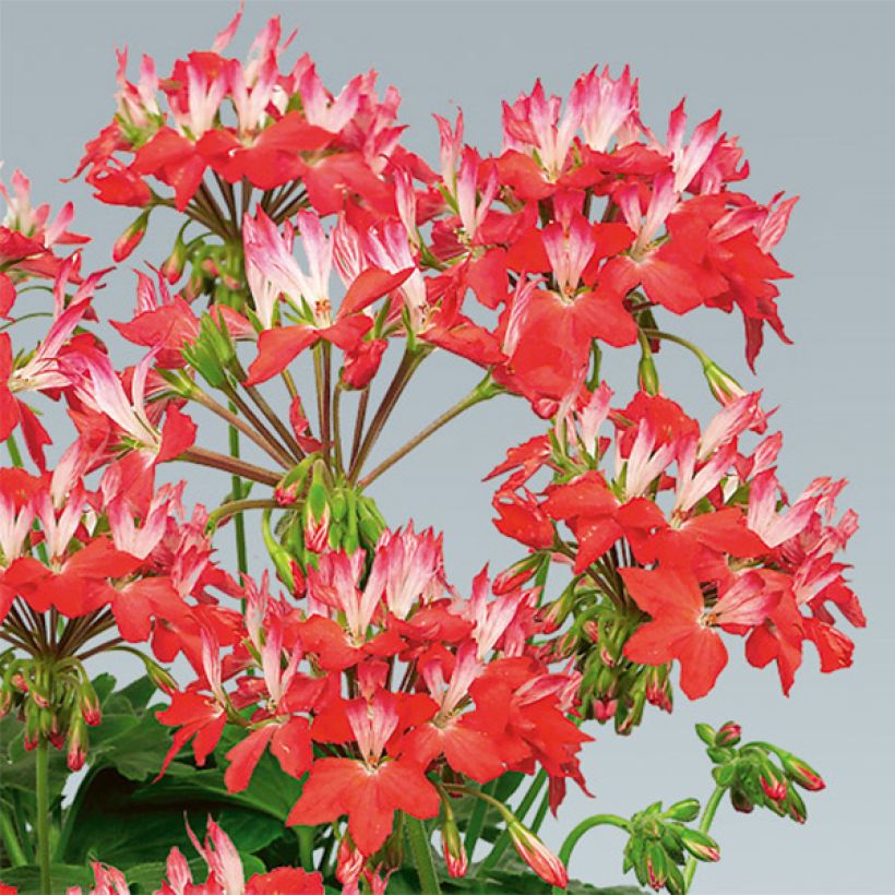 Vyöhykepelargoni Fireworks Red White (Kukinta)