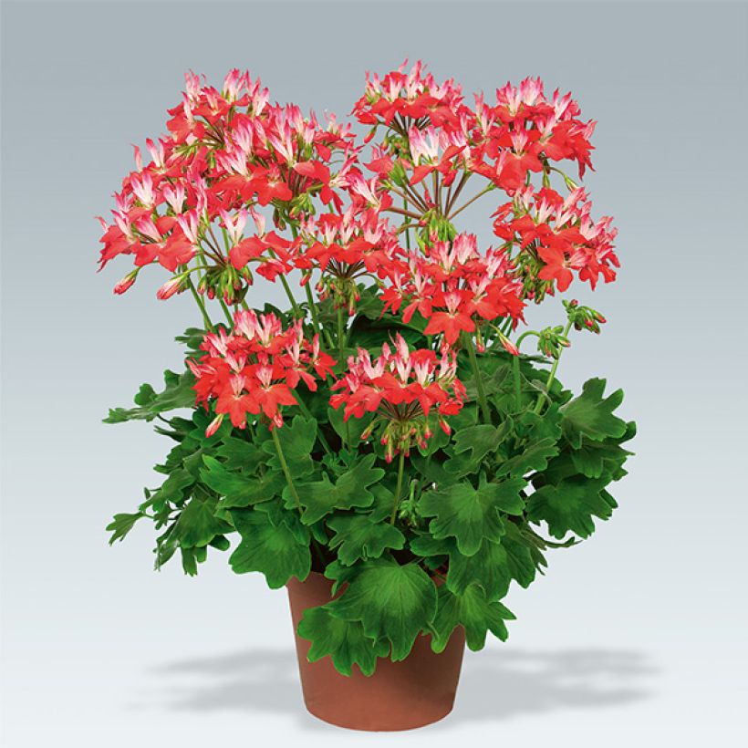 Vyöhykepelargoni Fireworks Red White (Kasvutapa)