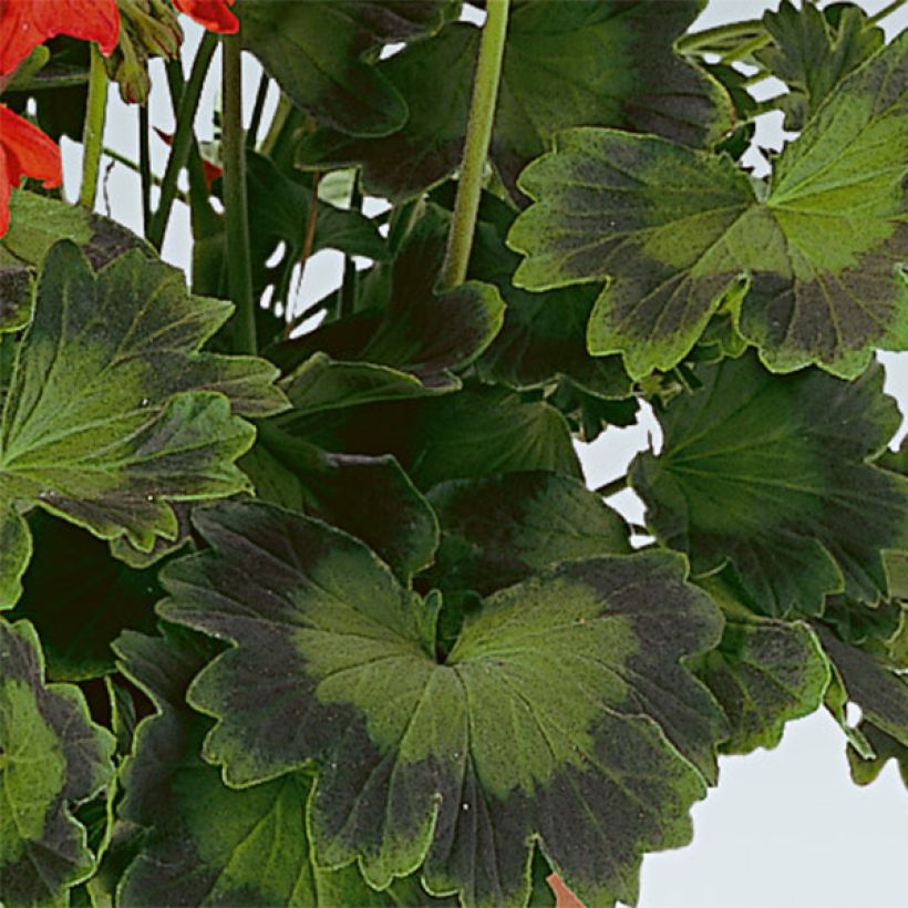 Vyöhykepelargoni Fireworks Scarlet (Lehvistö)