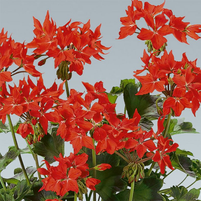Vyöhykepelargoni Fireworks Scarlet (Kukinta)