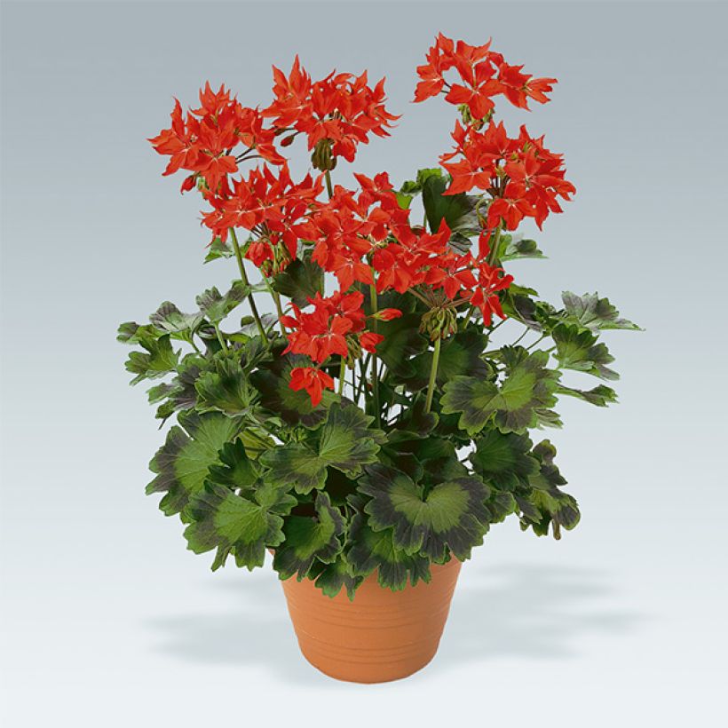 Vyöhykepelargoni Fireworks Scarlet (Kasvutapa)