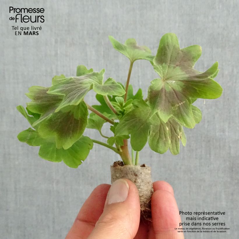 Esimerkki keväällä toimitetusta Vyöhykepelargoni Fireworks Scarlet Minipaakku Ø 3/4 cm-taimesta