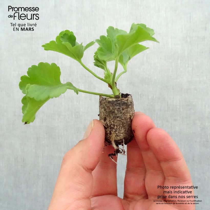 Esimerkki keväällä toimitetusta Vyöhykepelargoni Flower Fairy Velvet Minipaakku Ø 3/4 cm-taimesta