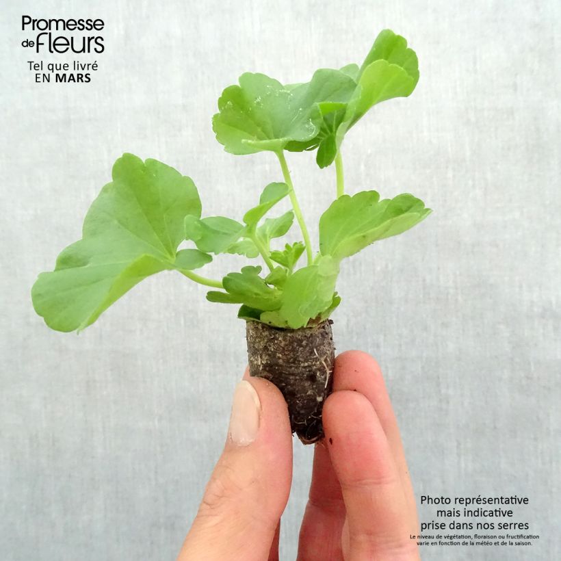 Esimerkki keväällä toimitetusta Vyöhykepelargoni Flowerfairy White Splash Minipaakku Ø 3/4 cm-taimesta