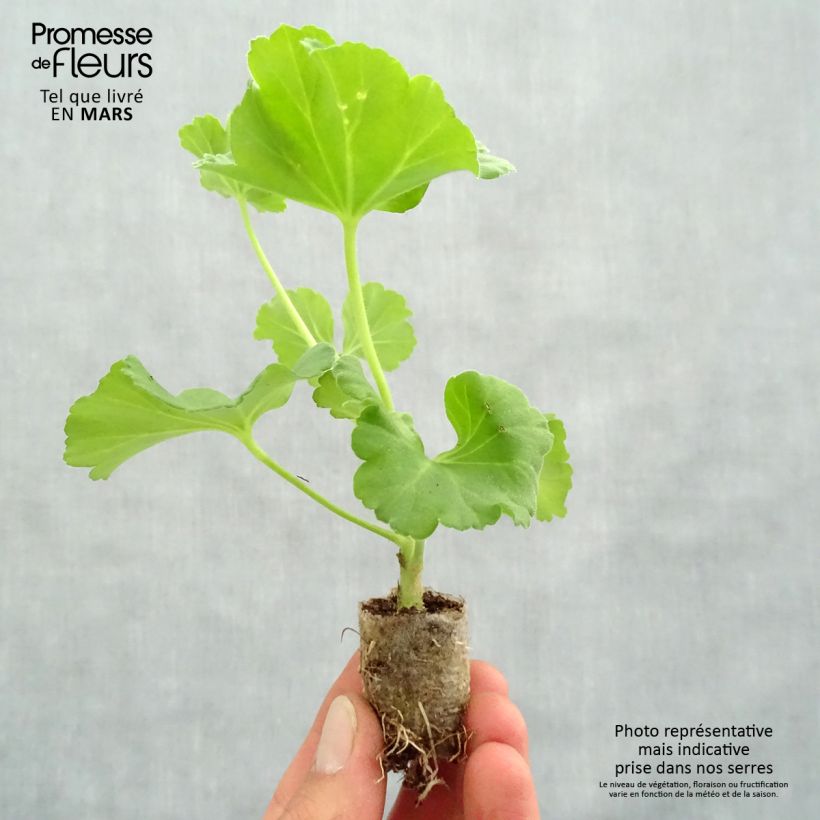 Esimerkki keväällä toimitetusta Vyöhykepelargoni PAC Iceberg Minipaakku Ø 3/4 cm-taimesta