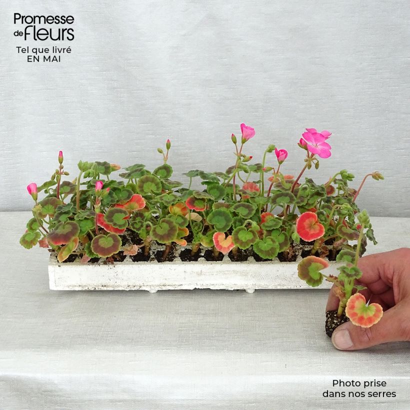 Esimerkki keväällä toimitetusta Vyöhykepelargoni Inspire Mix Minipaakku: 2,2 cm x 2 cm paakku 35 lokeron kasvatusalustalla-taimesta
