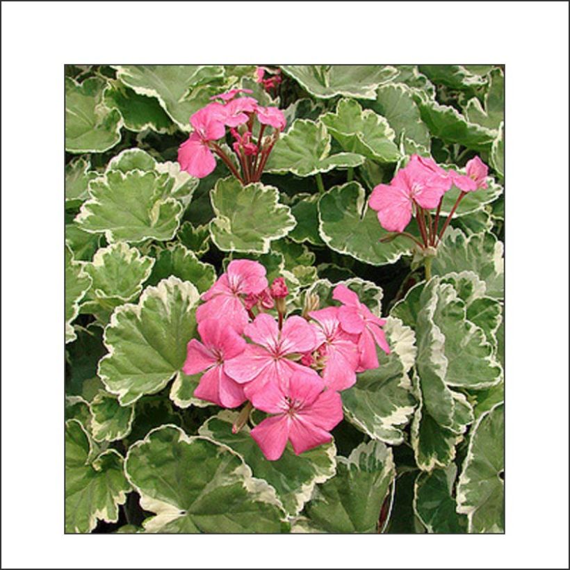 Vyöhykepelargoni Mme Salleron (Lehvistö)