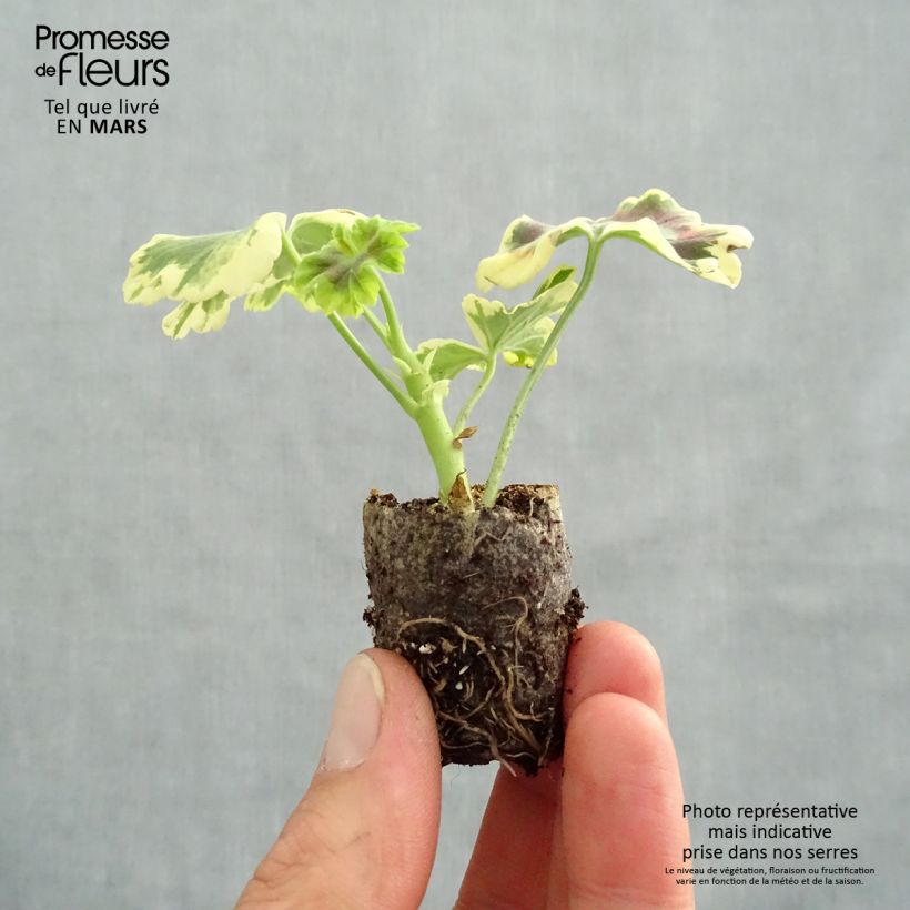 Esimerkki keväällä toimitetusta Vyöhykepelargoni Brocade Mrs Pollock Minipaakku Ø 3/4 cm-taimesta