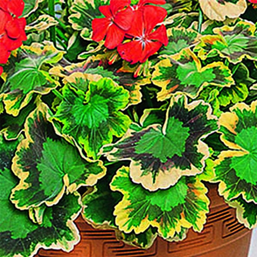 Vyöhykepelargoni Brocade Mrs Pollock (Lehvistö)