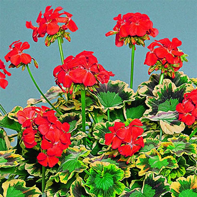 Vyöhykepelargoni Brocade Mrs Pollock (Kukinta)