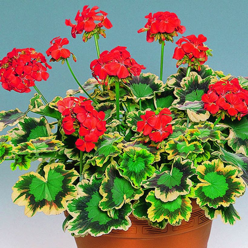 Vyöhykepelargoni Brocade Mrs Pollock (Kasvutapa)