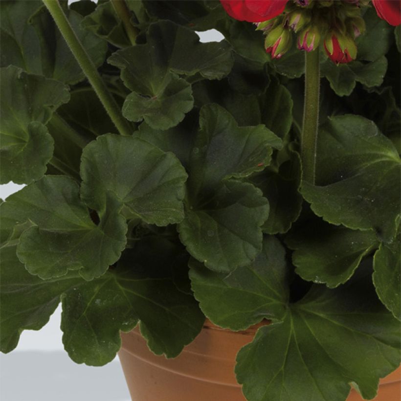 Vyöhykepelargoni Victor (Lehvistö)