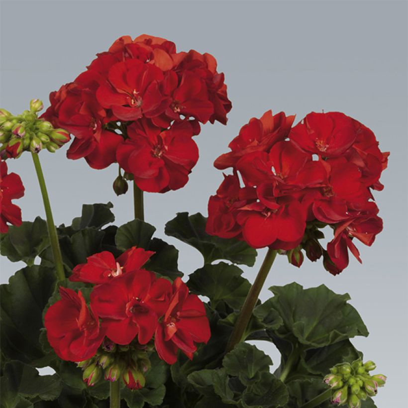 Vyöhykepelargoni Victor (Kukinta)