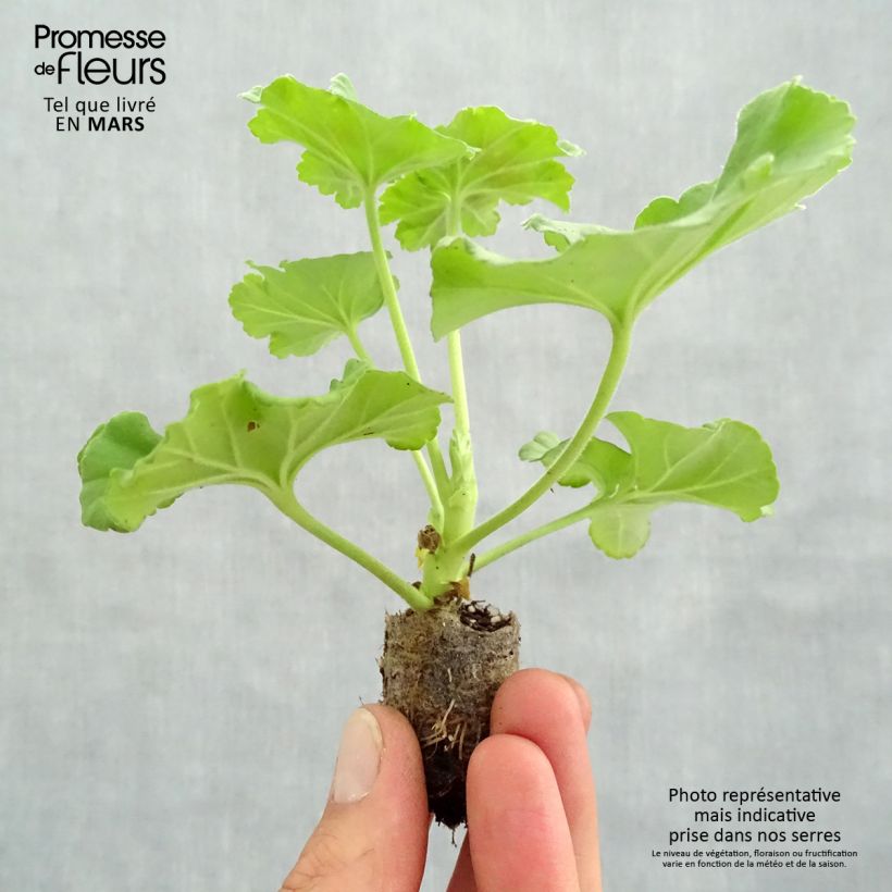 Esimerkki keväällä toimitetusta Vyöhykepelargoni Victor Minipaakku Ø 3/4 cm-taimesta