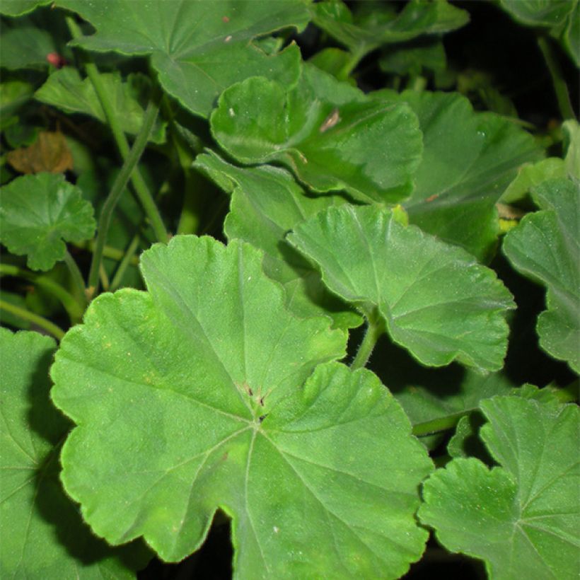 Vyöhykepelargoni PAC Iceberg (Lehvistö)