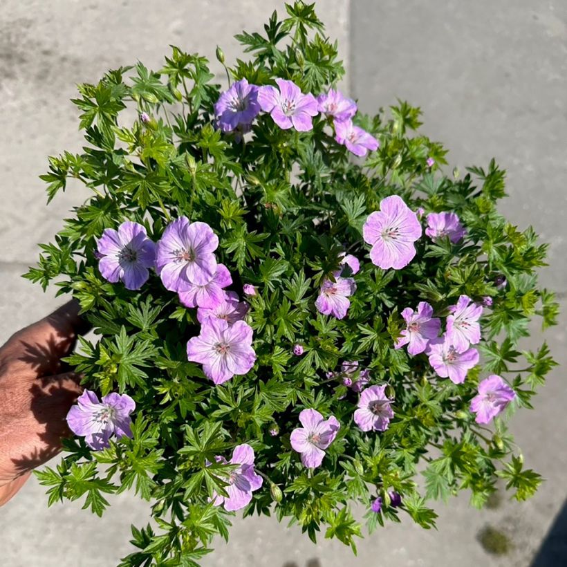Verikurjenpolvi Frivolius Lilac (Kukinta)