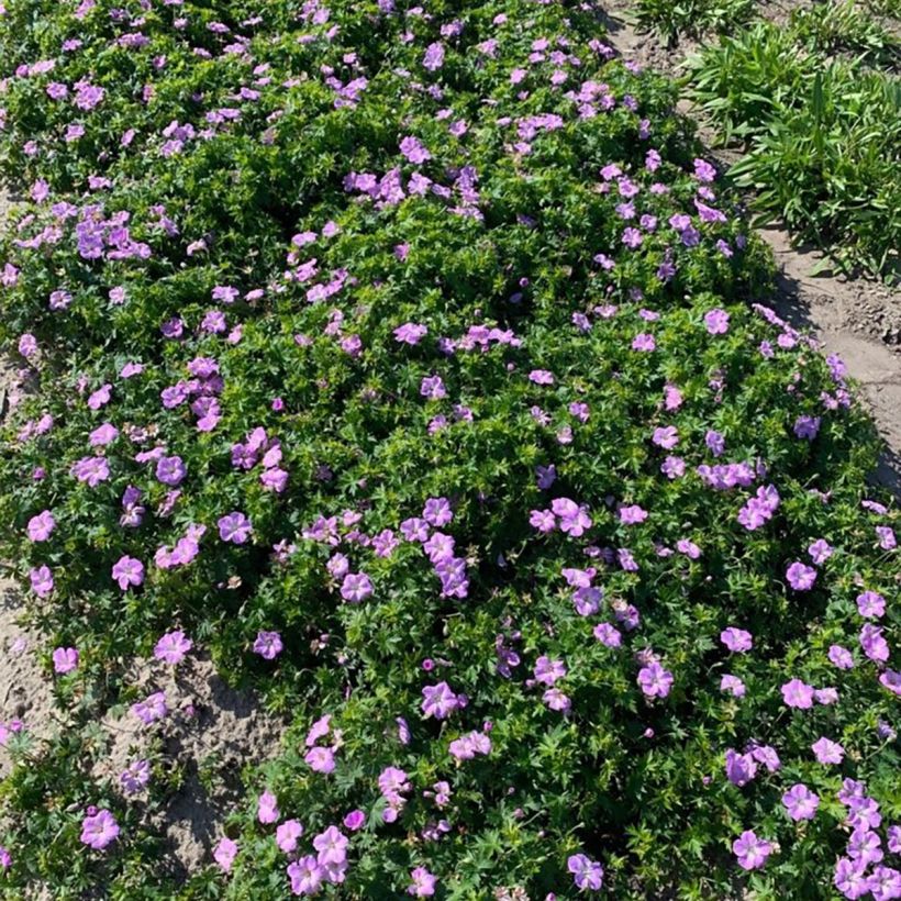 Verikurjenpolvi Frivolius Lilac (Kasvutapa)