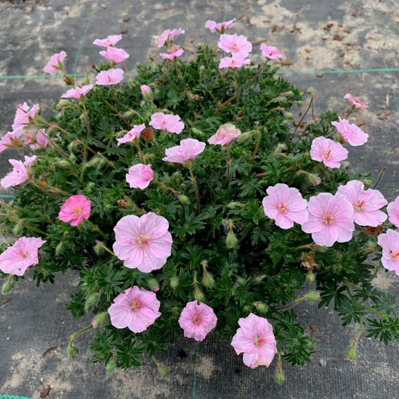 Verikurjenpolvi Frivolius Pink (Kasvutapa)