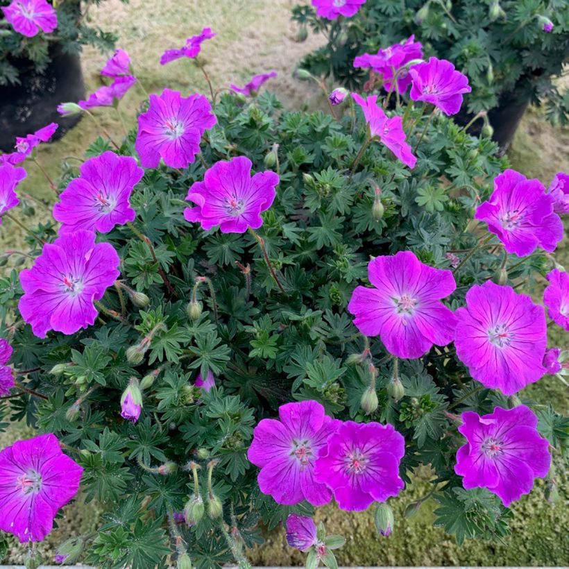 Verikurjenpolvi Frivolius Purple (Kasvutapa)
