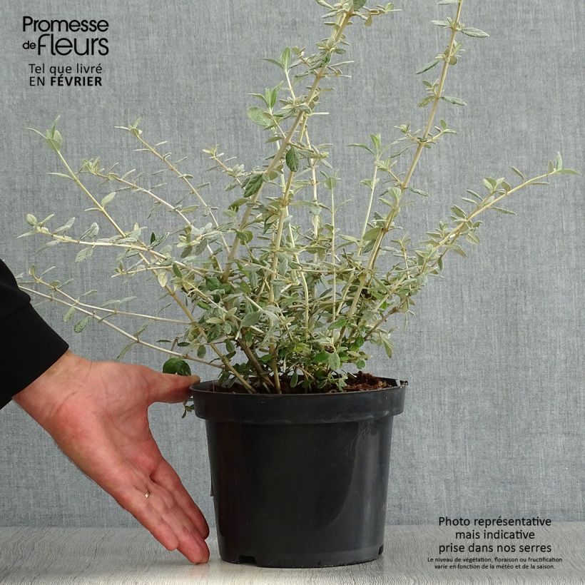 Esimerkki syksyllä toimitetusta Teurikka - Teucrium fruticans 2 litran/3 litran ruukku-taimesta