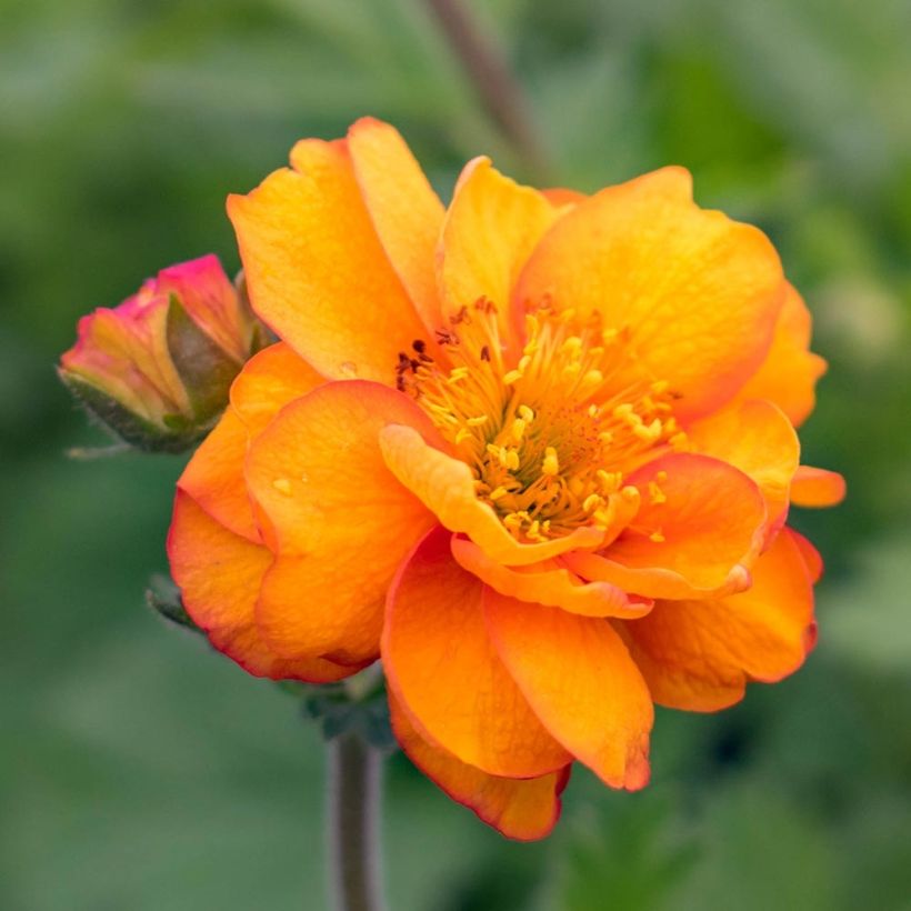 Tulikellukka Cocktail Alabama Slammer (Kukinta)