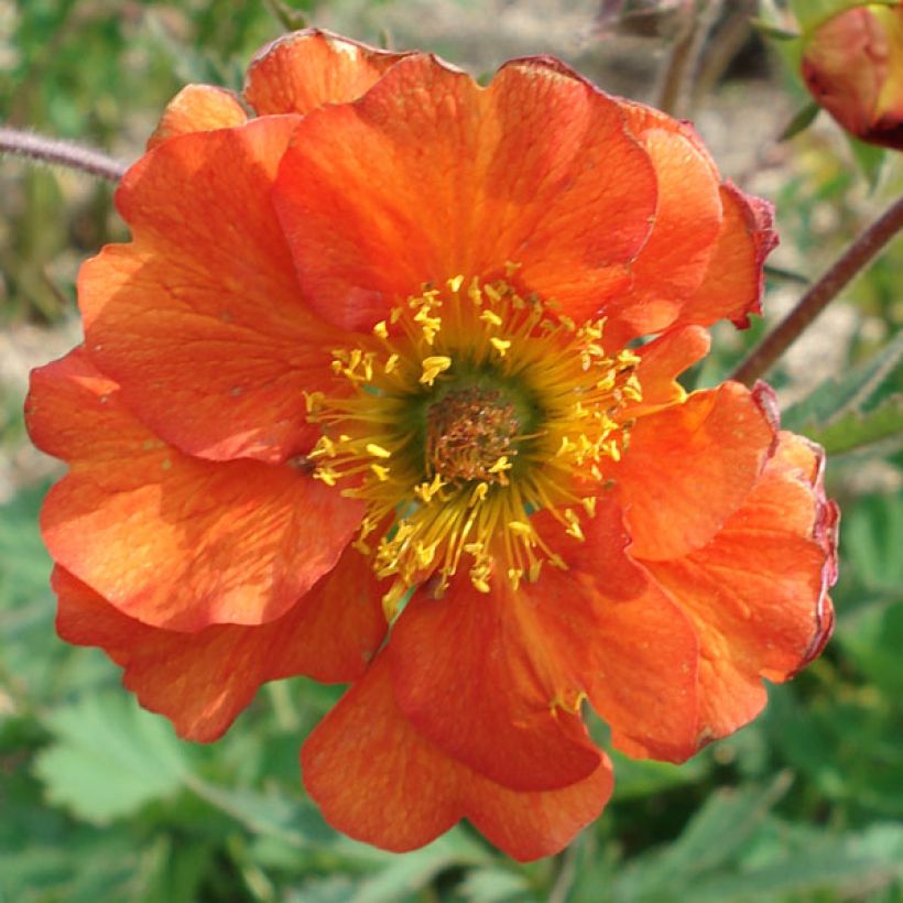 Tulikellukka Borisii (Kukinta)
