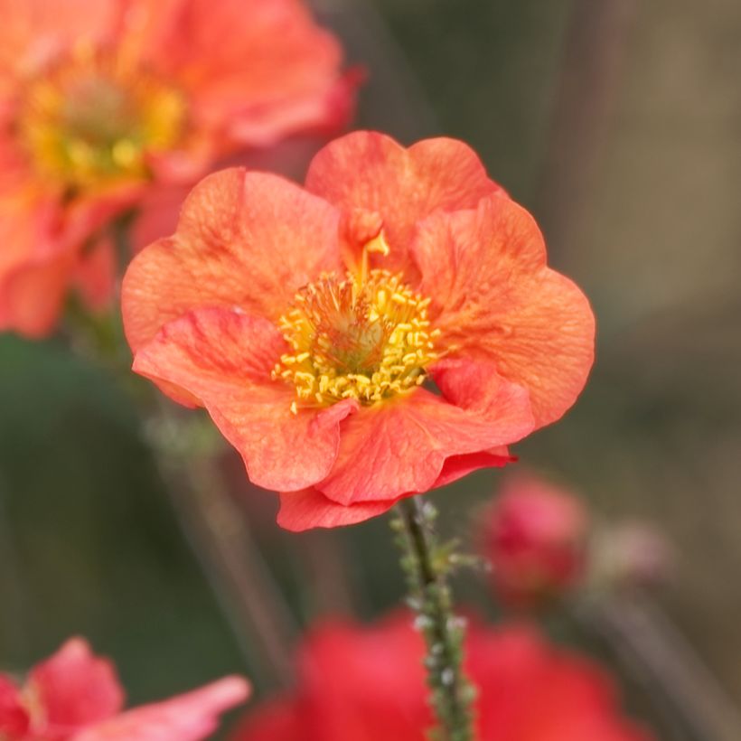 Tulikellukka Coral Tempest (Kukinta)