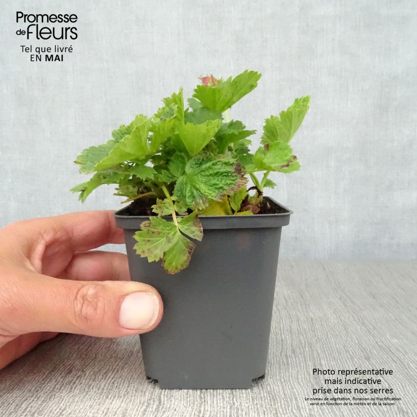 Esimerkki keväällä toimitetusta Tulikellukka Cosmopolitan Taimiruukku 8/9 cm-taimesta