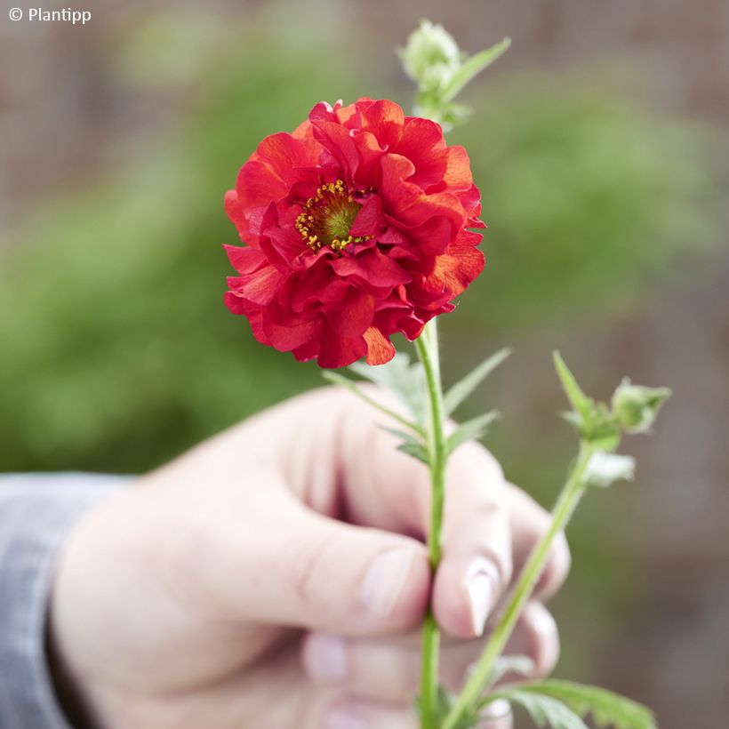Tulikellukka Firestarter (Kukinta)