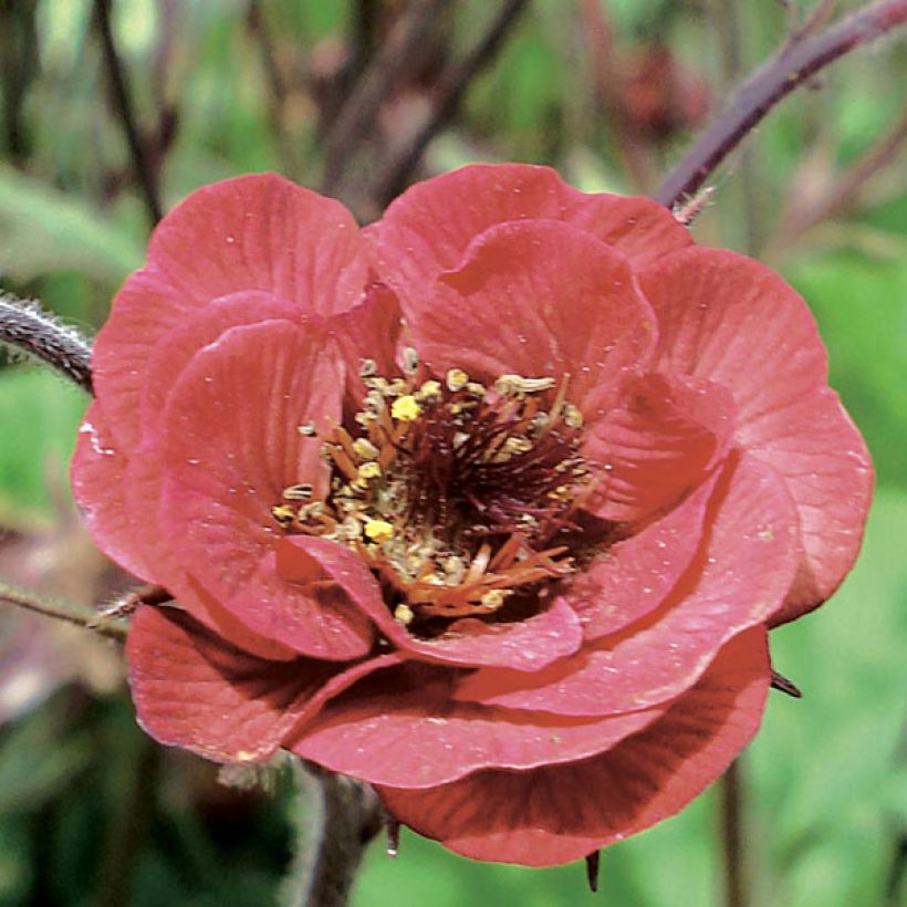 Tulikellukka Flames of Passion (Kukinta)
