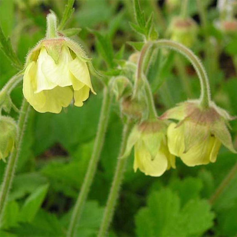 Ojakellukka Lemon Drops (Kukinta)