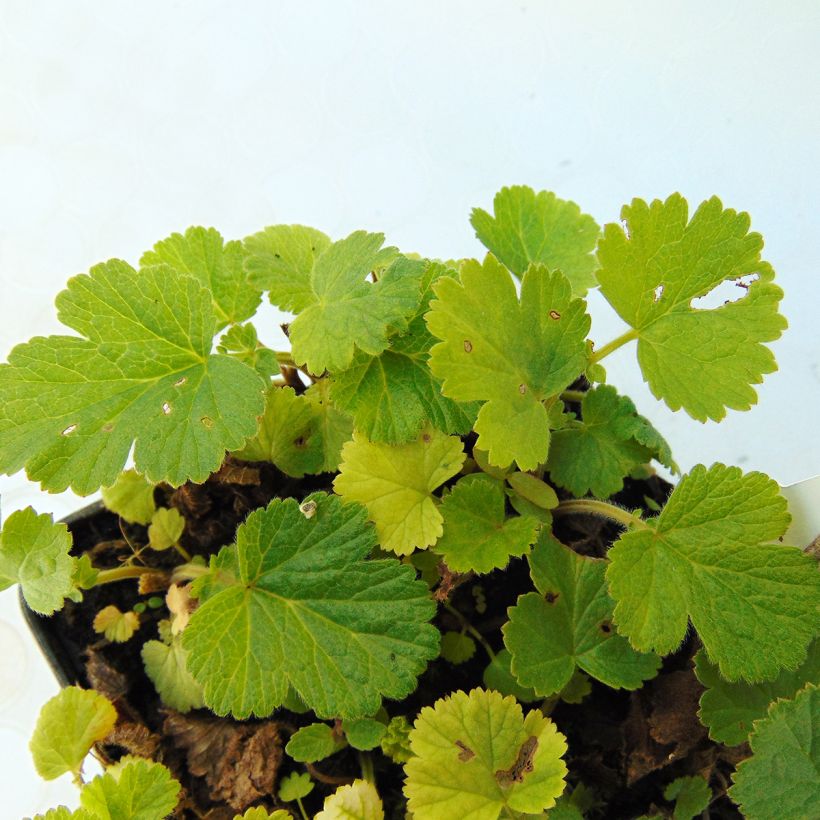 Ojakellukka Lemon Drops (Lehvistö)