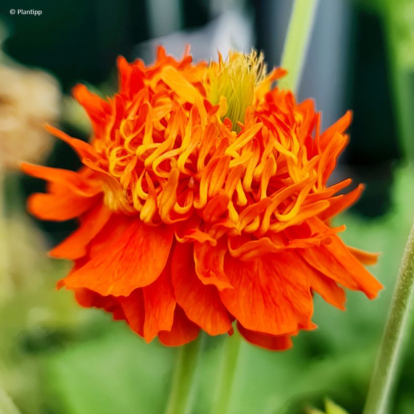 Tulikellukka Orange Pumpkin (Kukinta)