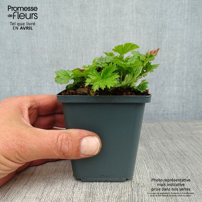Esimerkki keväällä toimitetusta Tulikellukka Pretticoats Peach Taimiruukku 8/9 cm-taimesta