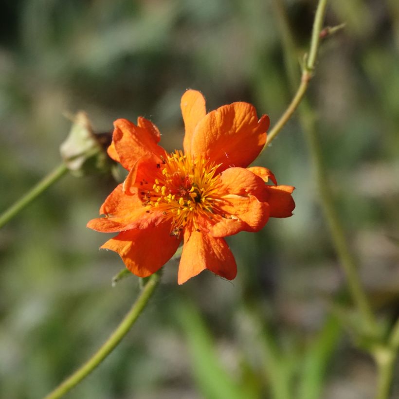 Tulikellukka Prinses Juliana (Kukinta)