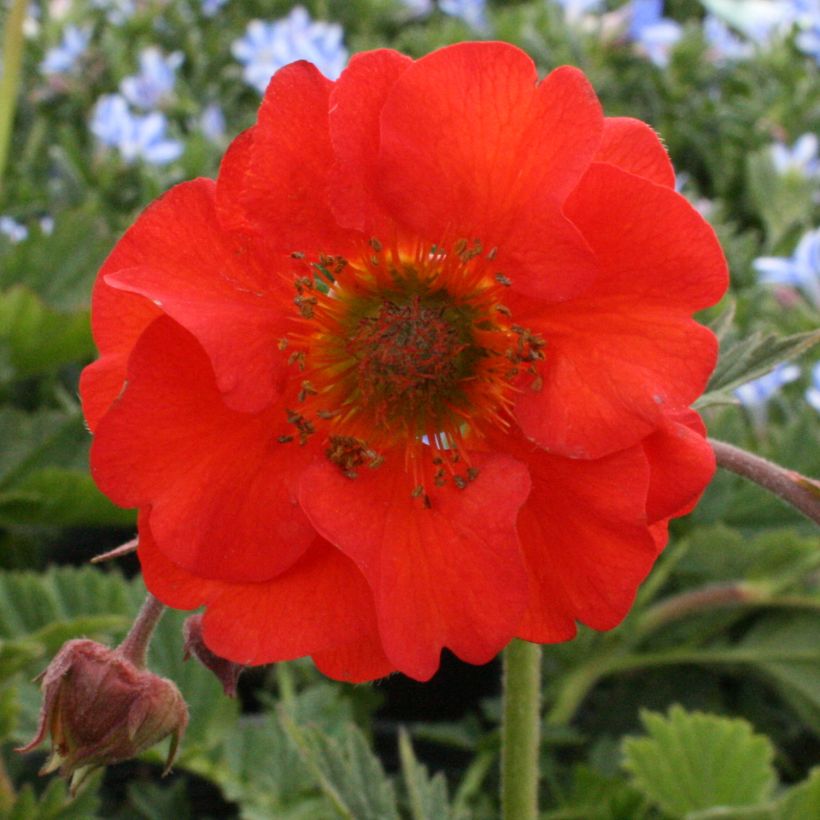 Tulikellukka Red Wings (Kukinta)