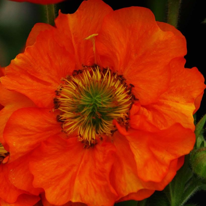 Tulikellukka Scarlet Tempest (Kukinta)
