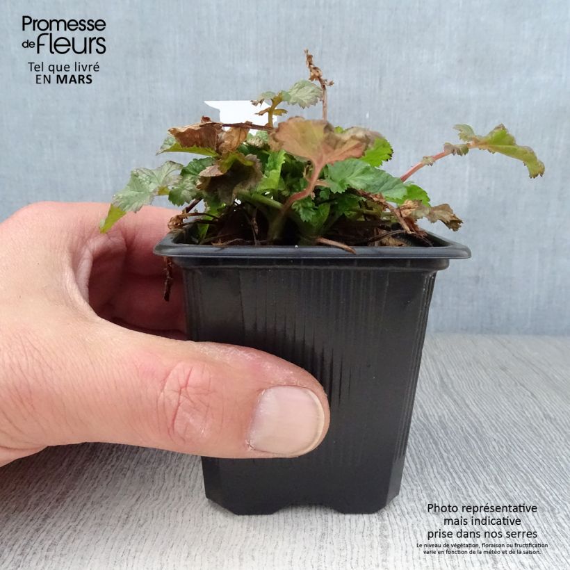 Esimerkki keväällä toimitetusta Tulikellukka Tempo Rose Godet de 8/9 cm-taimesta