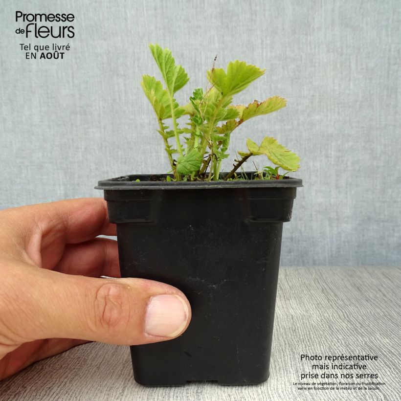 Esimerkki kesällä toimitetusta Tarhakellukka Lady Stratheden Taimiruukku 7/8 cm-taimesta
