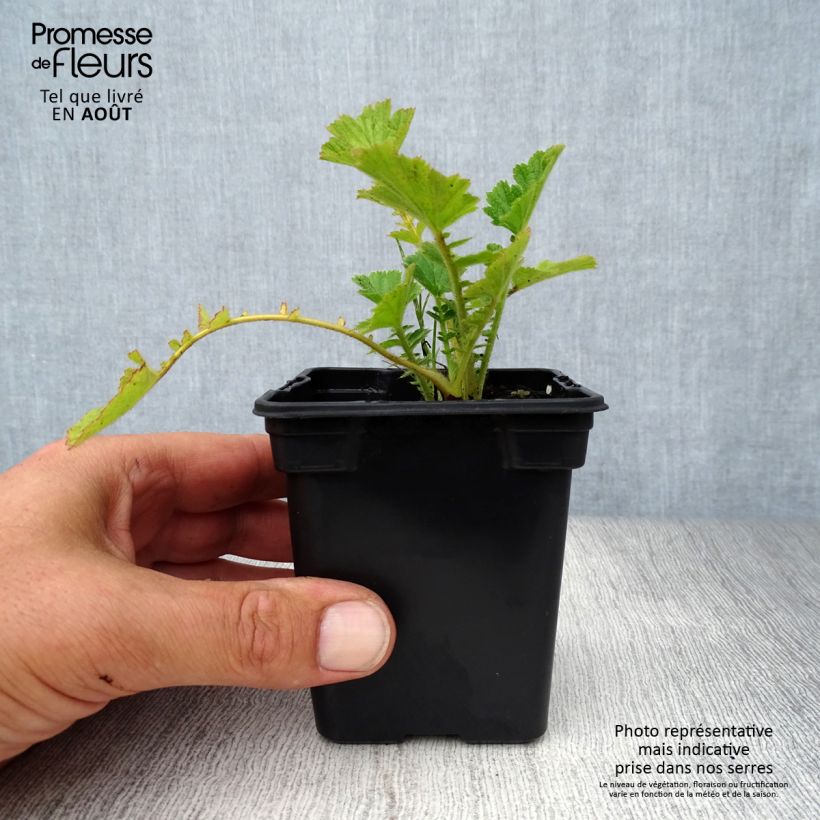 Esimerkki kesällä toimitetusta Tarhakellukka Mrs Bradshaw Taimiruukku 7/8 cm-taimesta