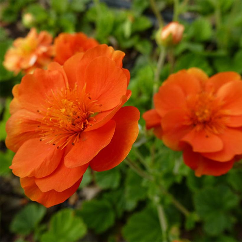 Tulikellukka Feuermeer (Kukinta)