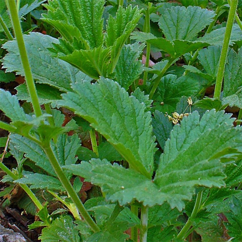 Tulikellukka Karlskaer (Lehvistö)