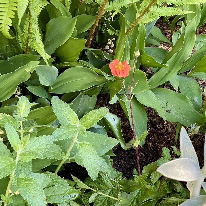 Tulikellukka Koi (Kasvutapa)