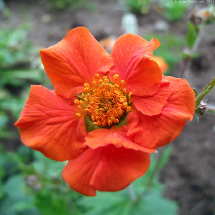 Tulikellukka Werner Arends (Kukinta)